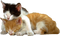 Kitten PNG File