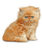 Kitten PNG Image