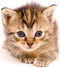 Kitten PNG Pic