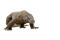 Komodo Dragon Free Download PNG