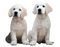 Labrador Retriever PNG Clipart