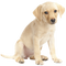 Labrador Retriever PNG Download Image