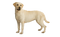 Labrador Retriever PNG File Download Free