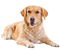 Labrador Retriever PNG File