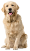 Labrador Retriever PNG Free Image