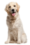 Labrador Retriever PNG Image File