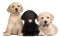 Labrador Retriever PNG Image