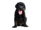 Labrador Retriever PNG Images