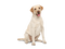 Labrador Retriever PNG Photo