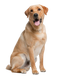 Labrador Retriever PNG Pic