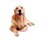 Labrador Retriever PNG Picture