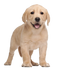 Labrador Retriever PNG Transparent HD Photo