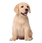 Labrador Retriever PNG