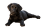 Labrador Retriever Puppy PNG Clipart