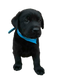 Labrador Retriever Puppy PNG File