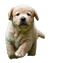 Labrador Retriever Puppy PNG Free Download