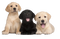 Labrador Retriever Puppy PNG Free Image