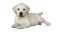 Labrador Retriever Puppy PNG HD Image