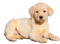 Labrador Retriever Puppy PNG High Quality Image