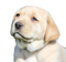 Labrador Retriever Puppy PNG Image File