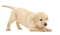 Labrador Retriever Puppy PNG Image