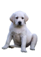 Labrador Retriever Puppy PNG Images