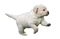 Labrador Retriever Puppy PNG Picture