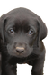 Labrador Retriever Puppy