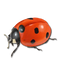 Ladybug PNG