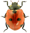 Ladybug Transparent