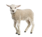 Lamb Free Download PNG