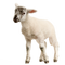 Lamb Free PNG Image