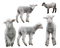 Lamb High Quality PNG