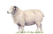 Lamb PNG Image