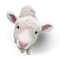 Lamb PNG Picture