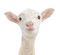 Lamb Transparent