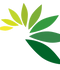 Leaf PNG File