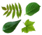 Leaf PNG Free Image