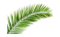 Leaf PNG HD Image