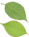 Leaf PNG Image File