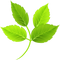 Leaf PNG Image HD