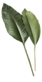 Leaf PNG Image