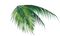 Leaf PNG Images