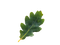 Leaf PNG Photo