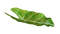 Leaf PNG Picture