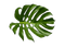 Leaf PNG