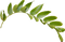 Leaves PNG HD