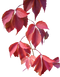 Leaves PNG Image