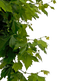 Leaves PNG