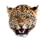 Leopard Background PNG Image